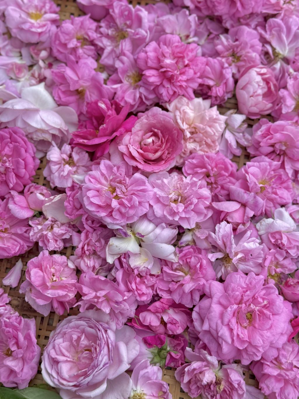 農場ツアーへ参加してきました